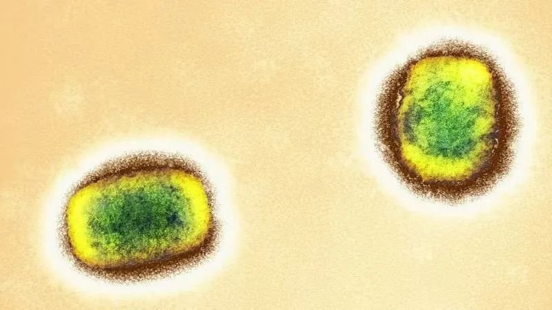 世卫组织天花疫苗对猴痘病毒有效性高达85