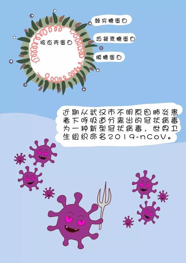 近期从武汉市不明原因肺炎患者下呼吸道分离出的冠状病毒为一种新型