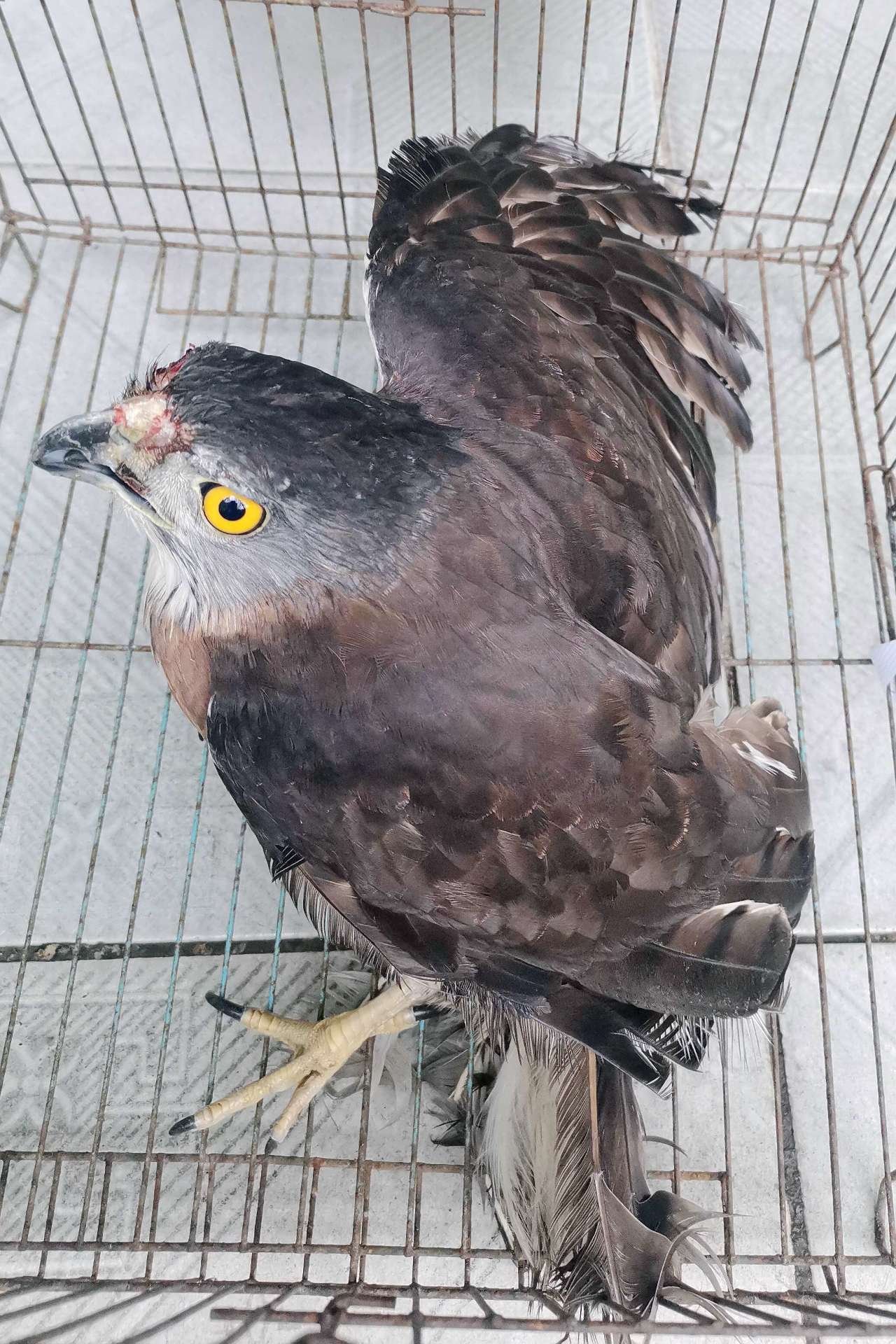 万宁一男子抓住老鹰民警幸亏你及时报警