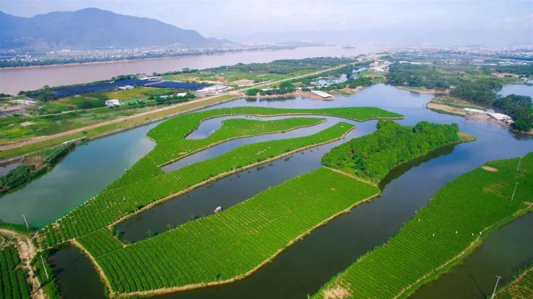 "自古以来,福州茉莉花种植区域大多数分布在闽江和乌龙江两岸及其下游