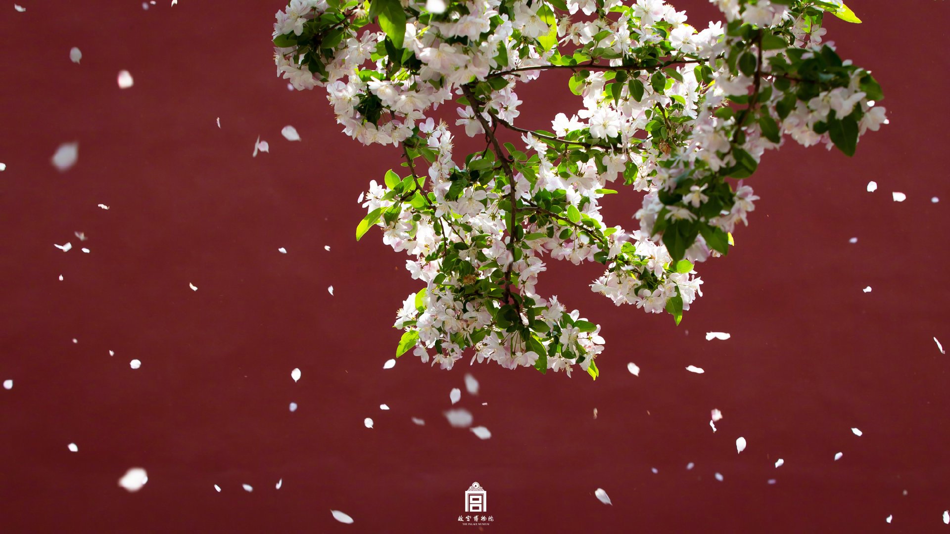 每一张都是壁纸快来存图把故宫的春天捧在手心