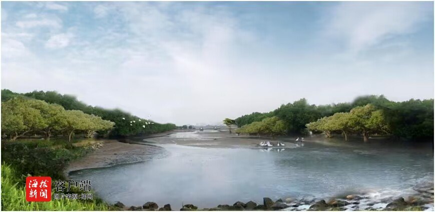 “海上森林”面积扩大！海南东寨港（三江湾）生态修复项目将开工