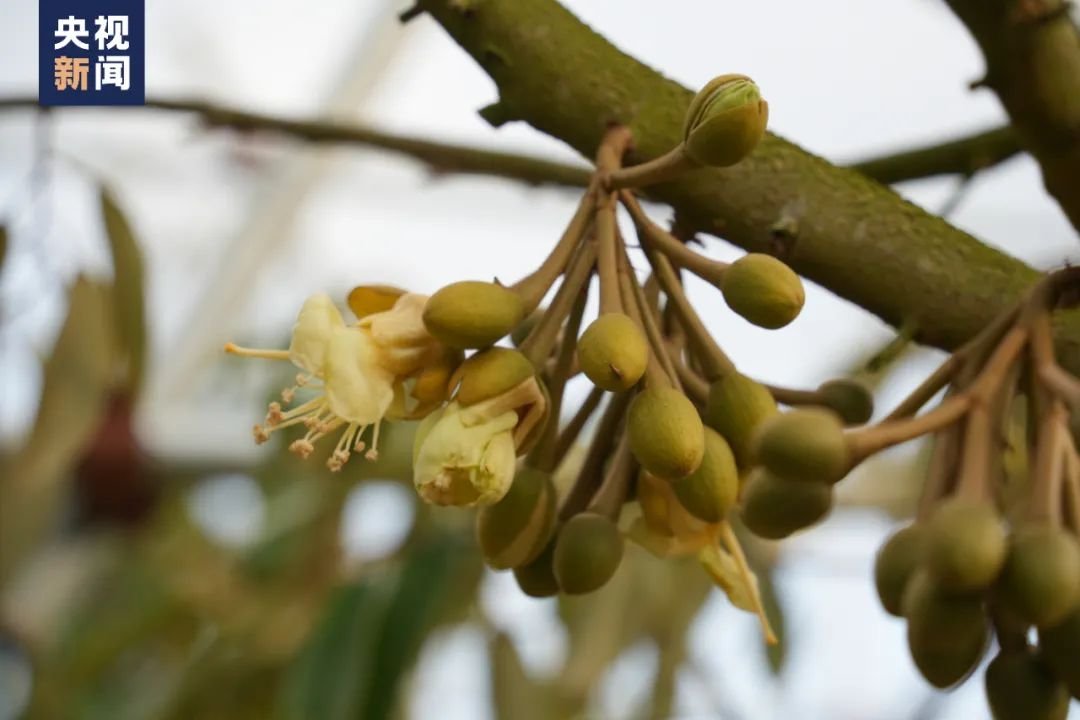 国产榴莲要来啦网友有个期待