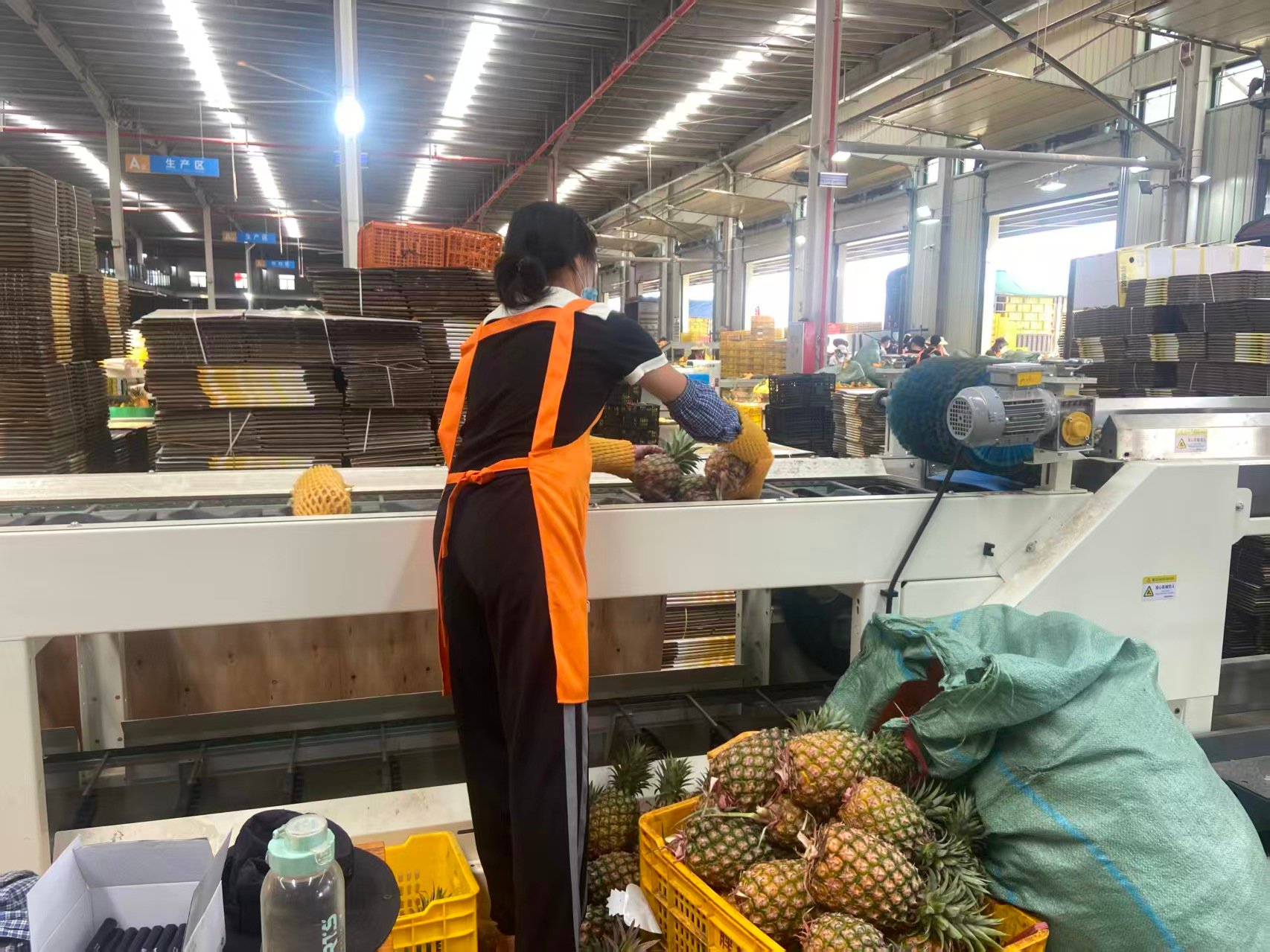 让海南金钻凤梨飘香全国胖姐凤梨供应链冷链集配中心开业(图2)