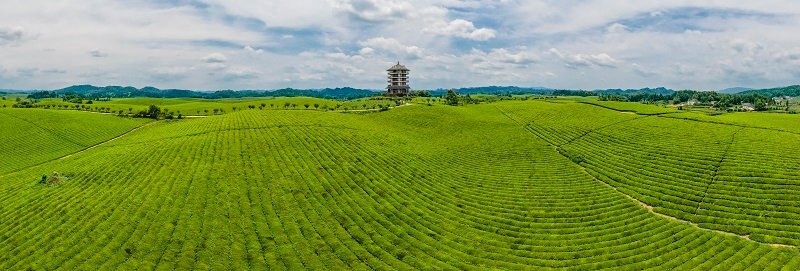 湄潭萬畝茶海.