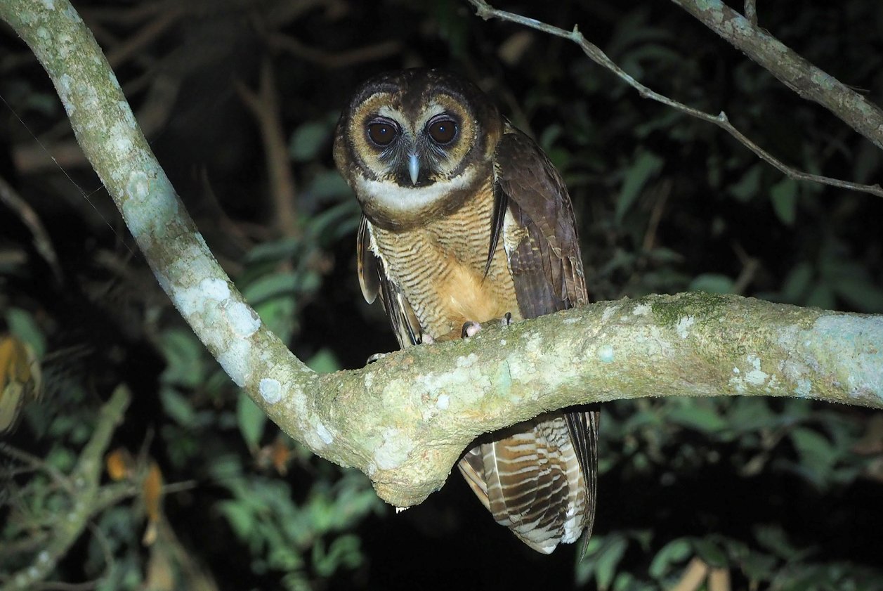 海南岛有哪些国家重点保护及特有鸟类最全合集来了