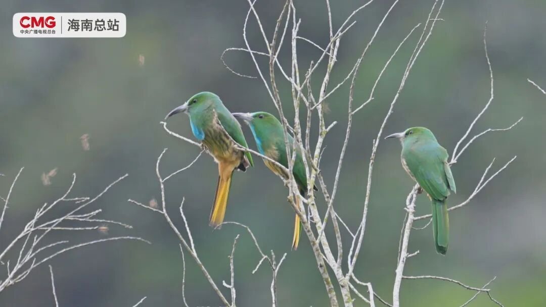 蓝须蜂虎“空中开饭” 展示捕蜂绝活的精彩画面