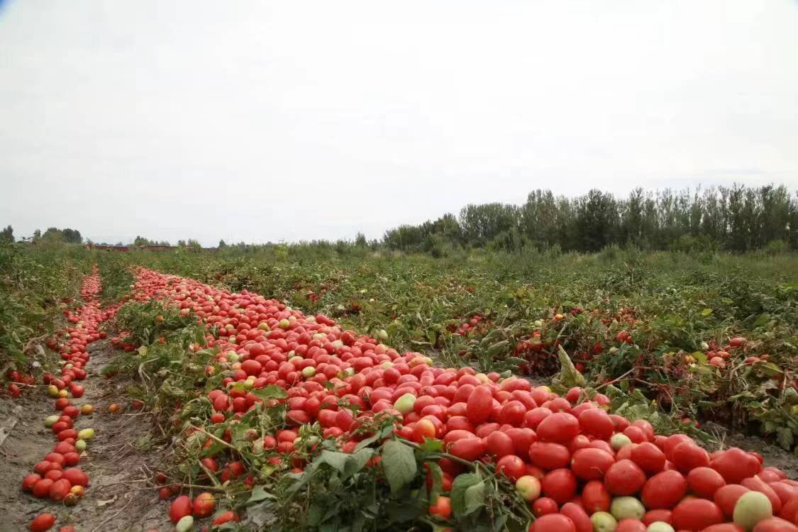 秋收正当时新疆生产建设兵团第九师番茄红花双丰收