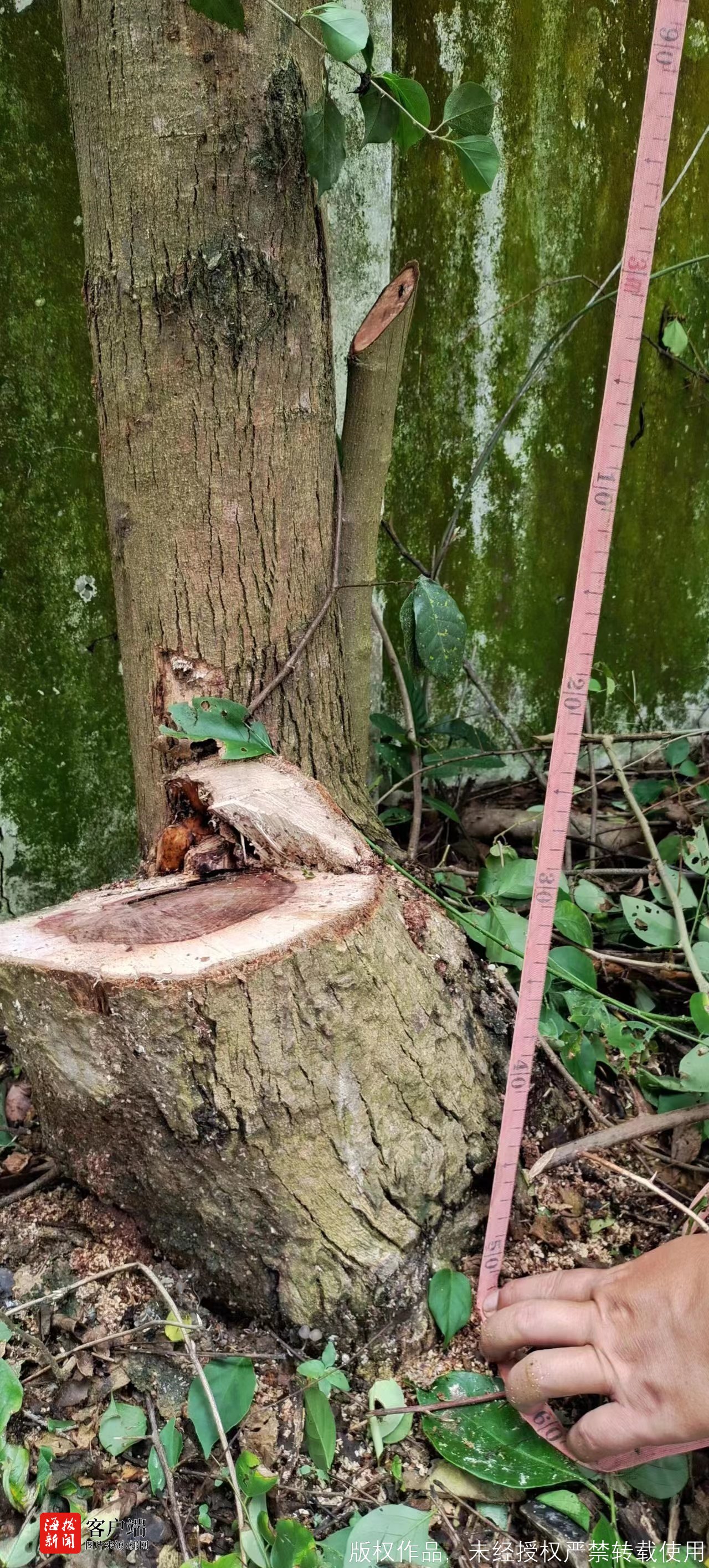 事发三亚 余年树龄的黄花梨树被锯断盗走 警方介入调查 海南新闻中心 海南在线 海南一家 事发三亚 余年树龄的黄花梨树被锯断盗走 警方介入调查 海南新闻中心 海南在线 海南一家