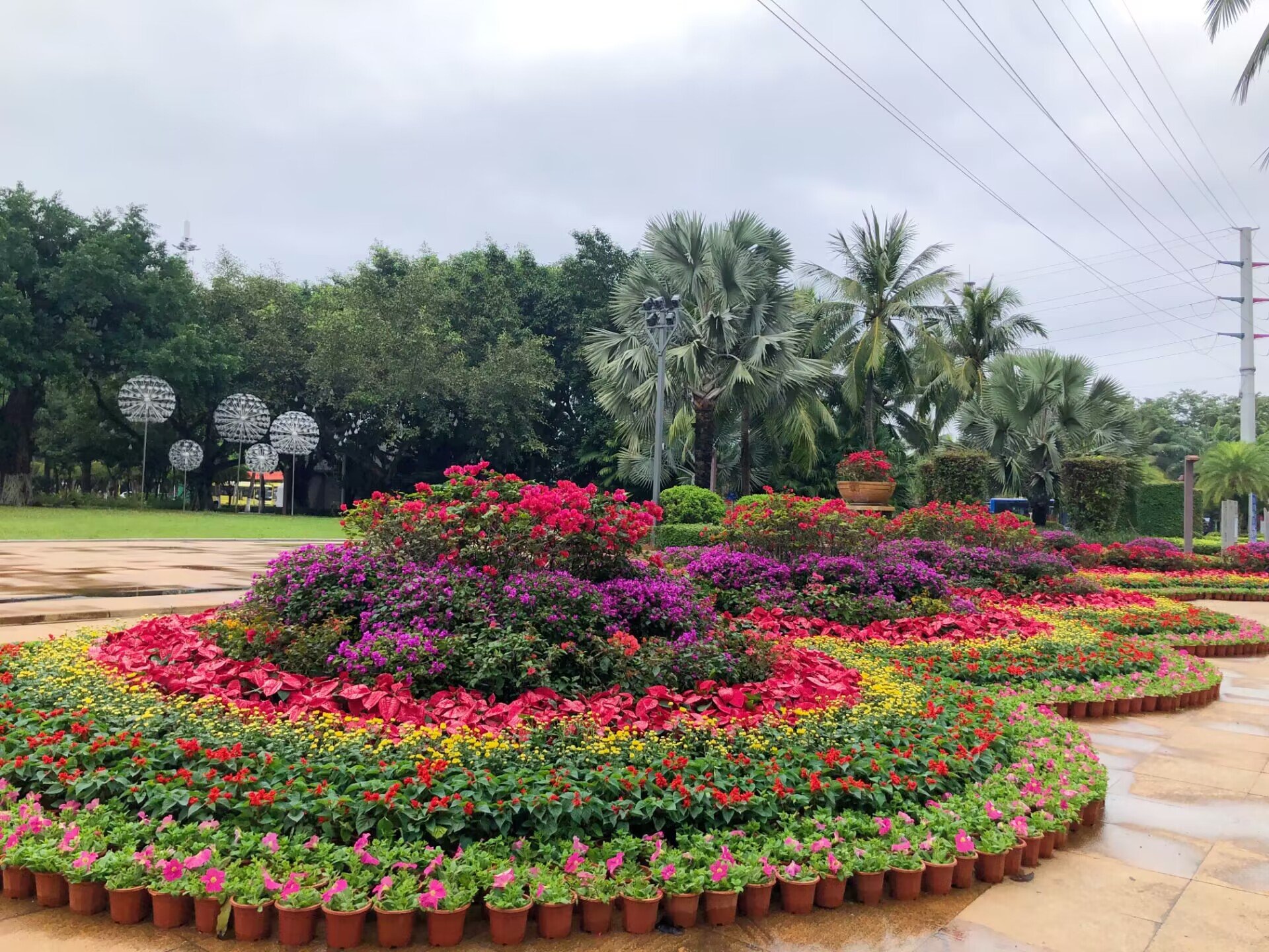 海口各大公园精心打扮满园春色扮靓椰城