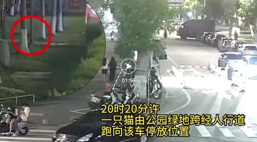 警方通报“海口一轿车当街拖猫”：系意外