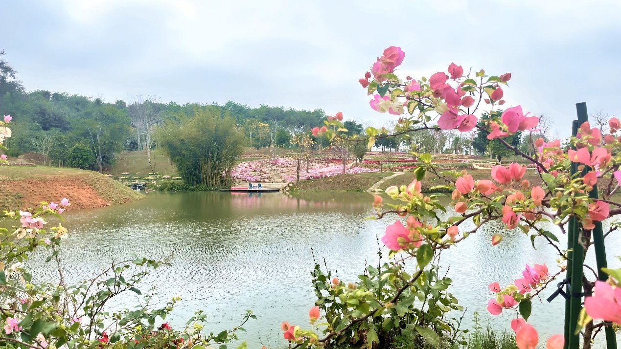 “三八”国际妇女节将至，儋州千亩花源田邀您共赴一场花海之