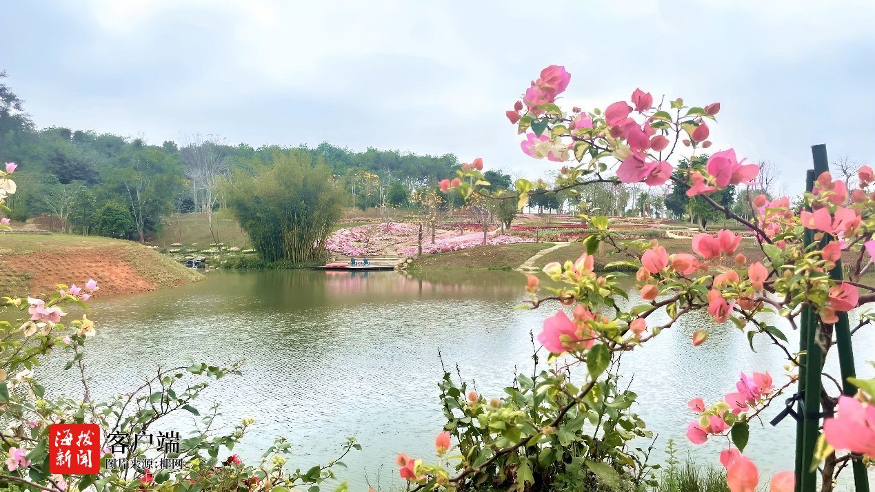 “三八”国际妇女节将至,儋州千亩花源田邀您共赴一场花海之