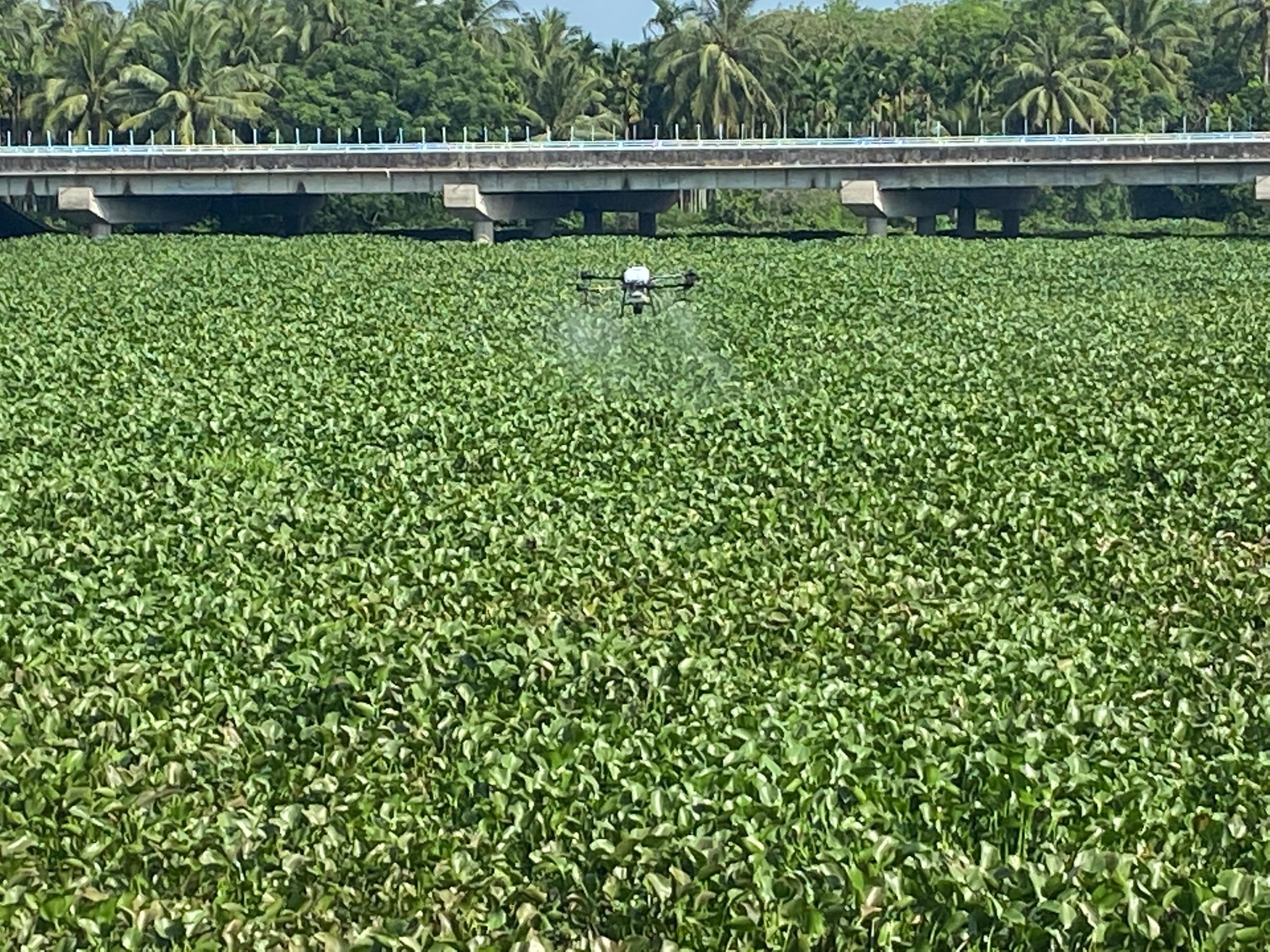 琼海计划投入62万元对全市480亩的水葫芦进行防治