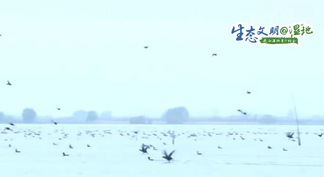 候鸟共舞 江苏盐城湿地冬日显生机
