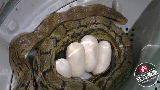 吓人湖南女子打开洗衣机洗衣当场吓晕里面有一条两米长蛇还产了一窝蛋