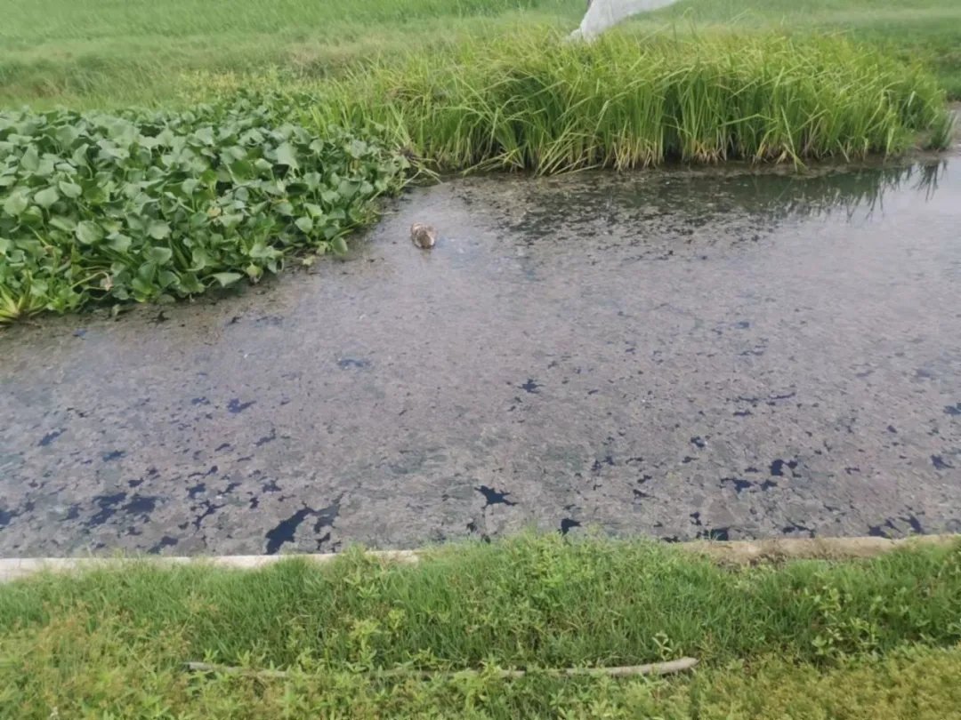 乐东县九所镇生活污水处理设施建设严重滞后 大量污水未经处理直排