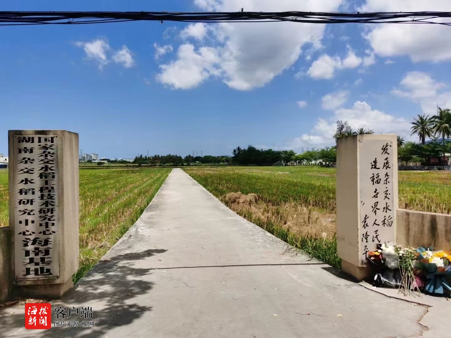 直播预告丨24日 袁隆平院士追思会在三亚举行 直播预告丨24日 袁隆平院士追思会在三亚举行