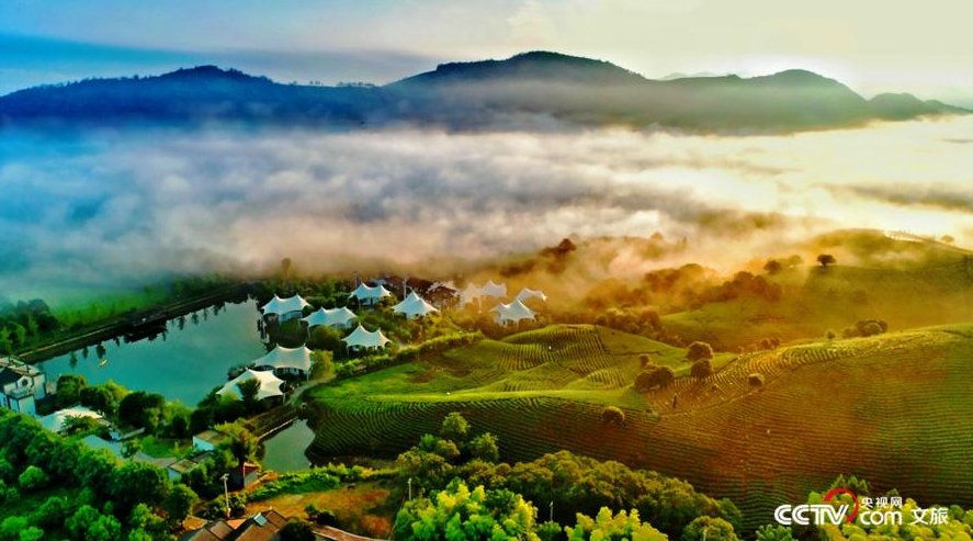 绿水青山就是金山银山 安吉白茶闻名天下