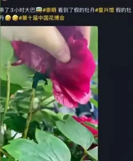 花博会里竟然有假花 专家 这可是上万元的宝贝